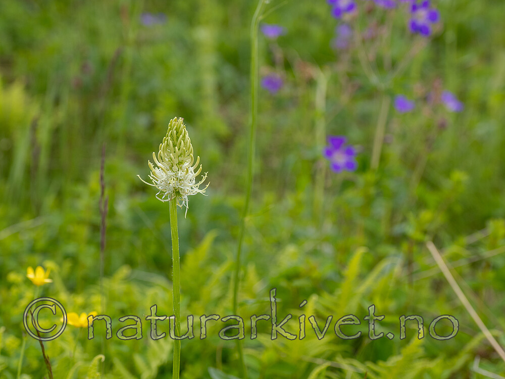 _7041166 / Phyteuma spicatum / Vadderot <br /> Phyteuma spicatum spicatum / Skogvadderot
