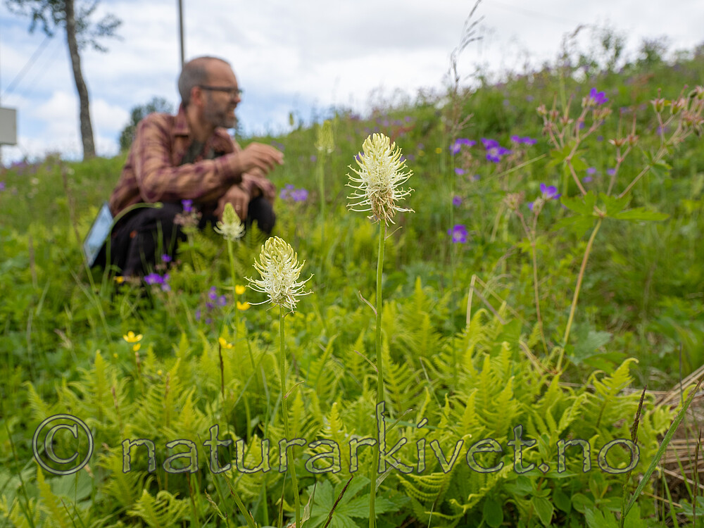 _7041172 / Phyteuma spicatum / Vadderot <br /> Phyteuma spicatum spicatum / Skogvadderot