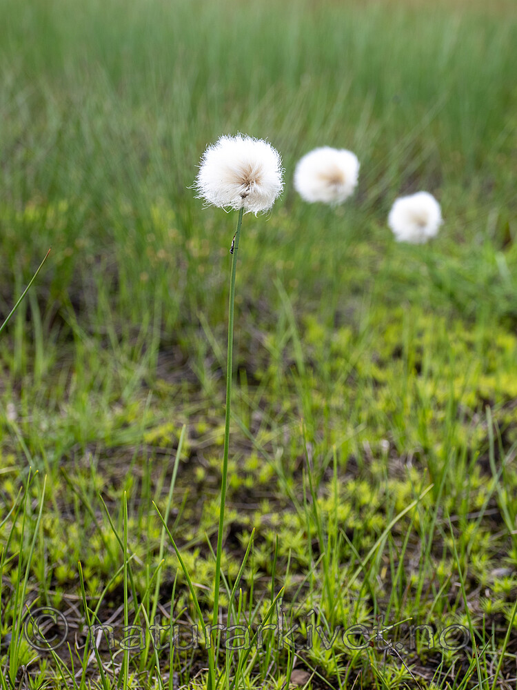 _7051187 / Eriophorum scheuchzeri / Snømyrull