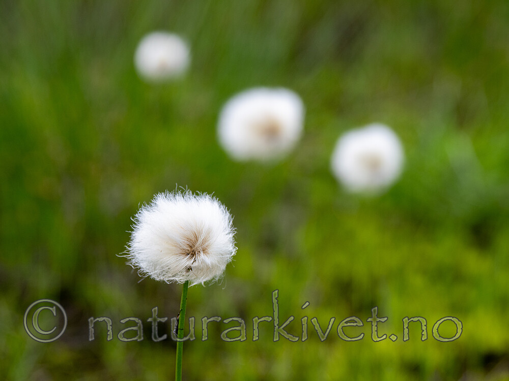_7051191 / Eriophorum scheuchzeri / Snømyrull