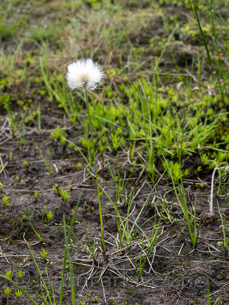 _7051195 / Eriophorum scheuchzeri / Snømyrull