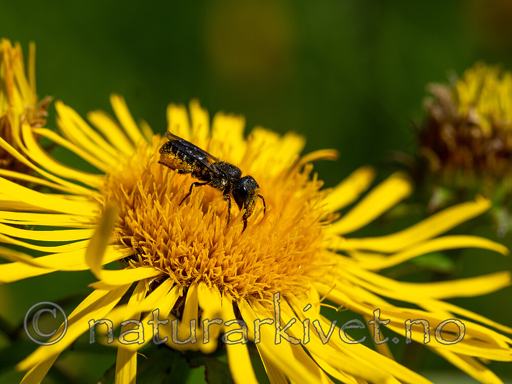 _7060146 / Inula salicina / Krattalant