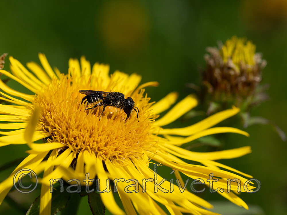_7060149 / Inula salicina / Krattalant