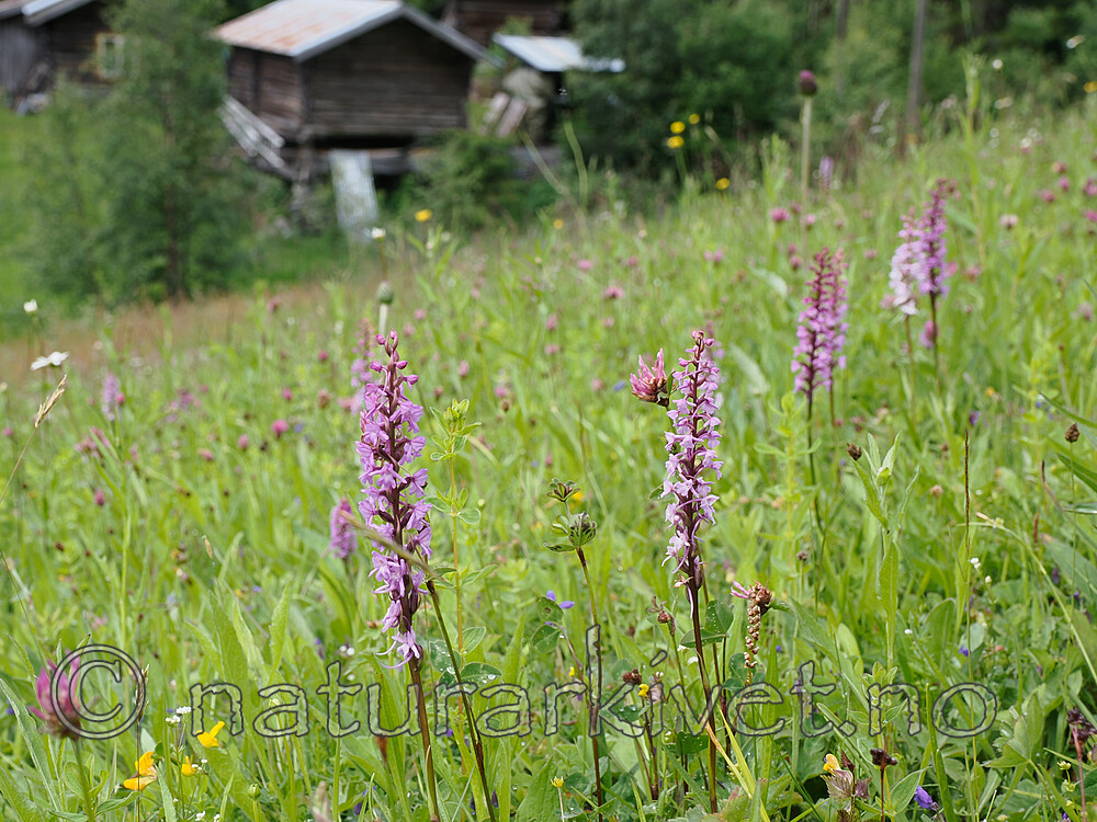_7061236 / Gymnadenia conopsea / Brudespore