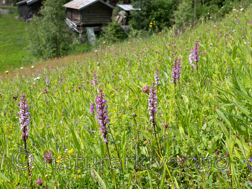_7061240 / Gymnadenia conopsea / Brudespore