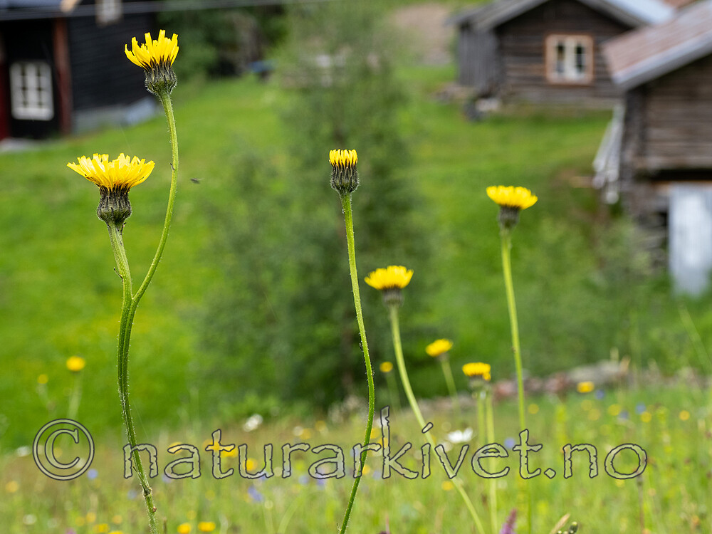 _7061285 / Hypochaeris maculata / Flekkgrisøre