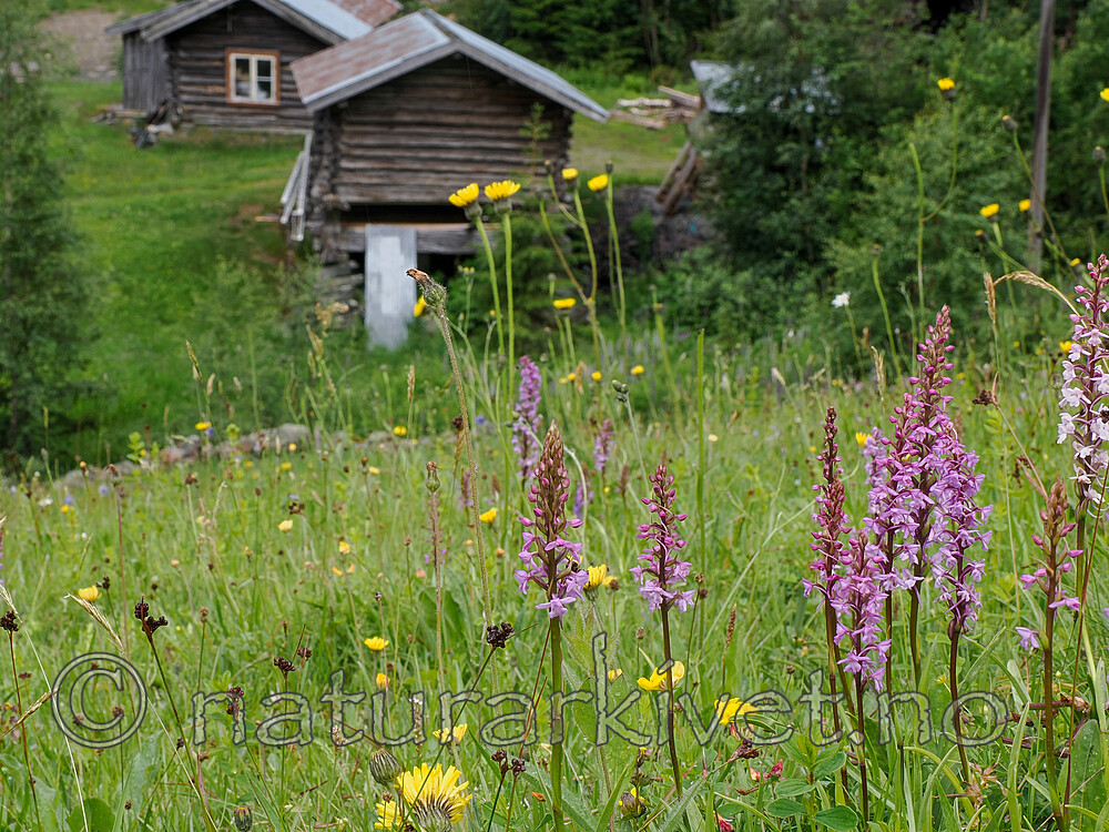 _7061289 / Gymnadenia conopsea / Brudespore
