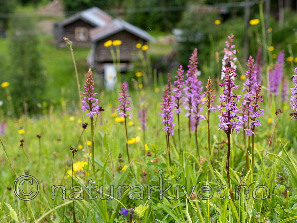 _7061299 / Gymnadenia conopsea / Brudespore