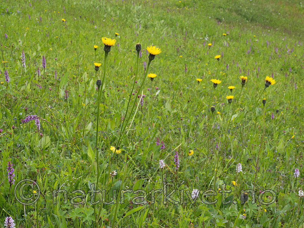 _7061310 / Hypochaeris maculata / Flekkgrisøre