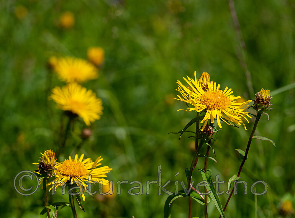 _7070190 / Inula salicina / Krattalant