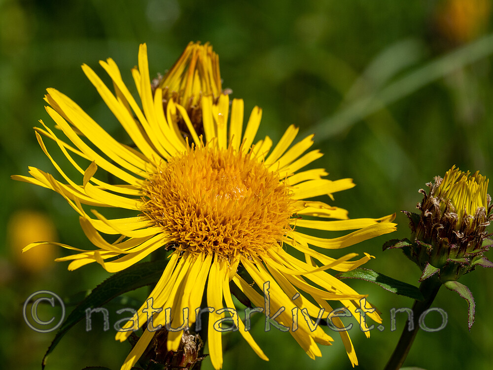 _7070204 / Inula salicina / Krattalant