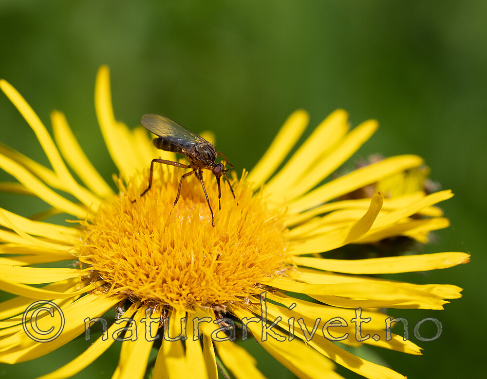 _7070212 / Inula salicina / Krattalant