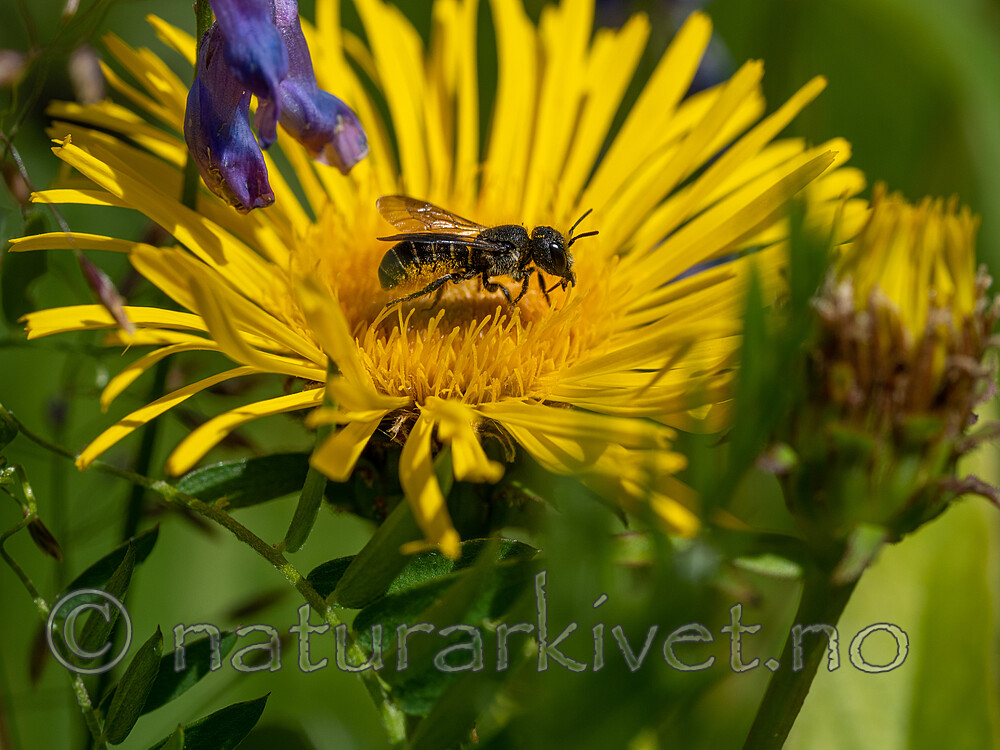 _7070310 / Inula salicina / Krattalant
