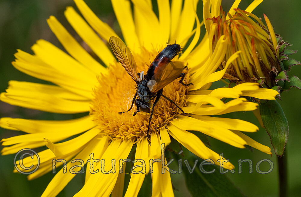 _7070320 / Inula salicina / Krattalant