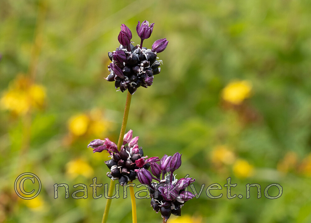 _7080370 / Allium scorodoprasum / Bakkeløk