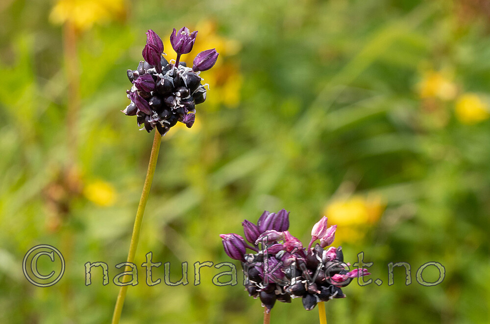 _7080389 / Allium scorodoprasum / Bakkeløk