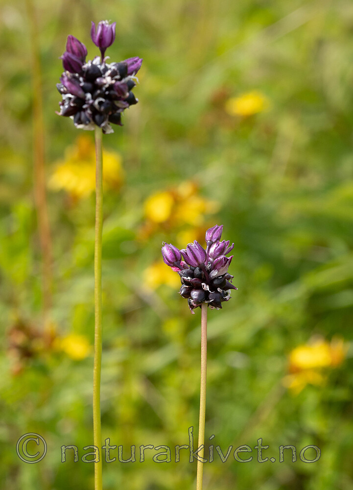 _7080399 / Allium scorodoprasum / Bakkeløk