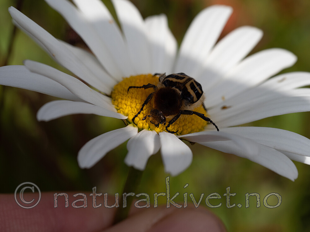 _7090347 / Leucanthemum vulgare / Prestekrage <br /> Trichius fasciatus / Humlebille