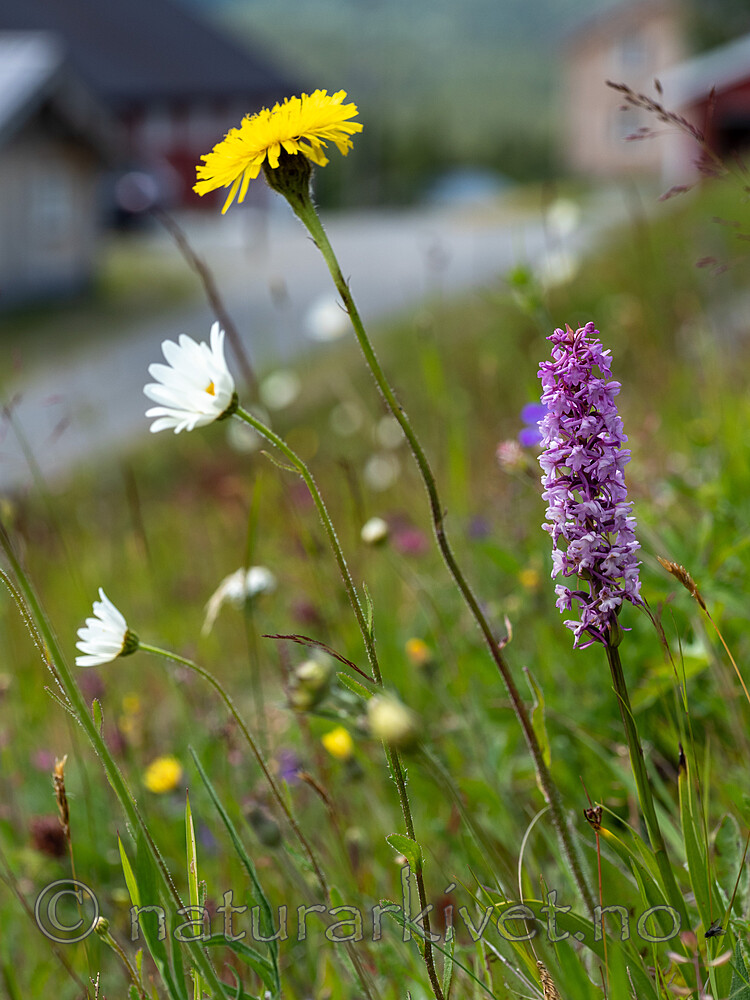 _7090376 / Gymnadenia conopsea / Brudespore <br /> Hypochaeris maculata / Flekkgrisøre <br /> Leucanthemum vulgare / Prestekrage