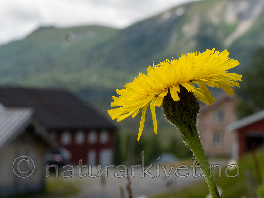 _7090383 / Hypochaeris maculata / Flekkgrisøre