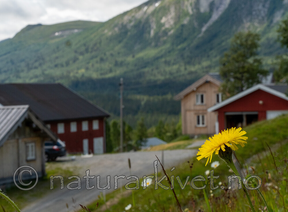 _7090388 / Hypochaeris maculata / Flekkgrisøre