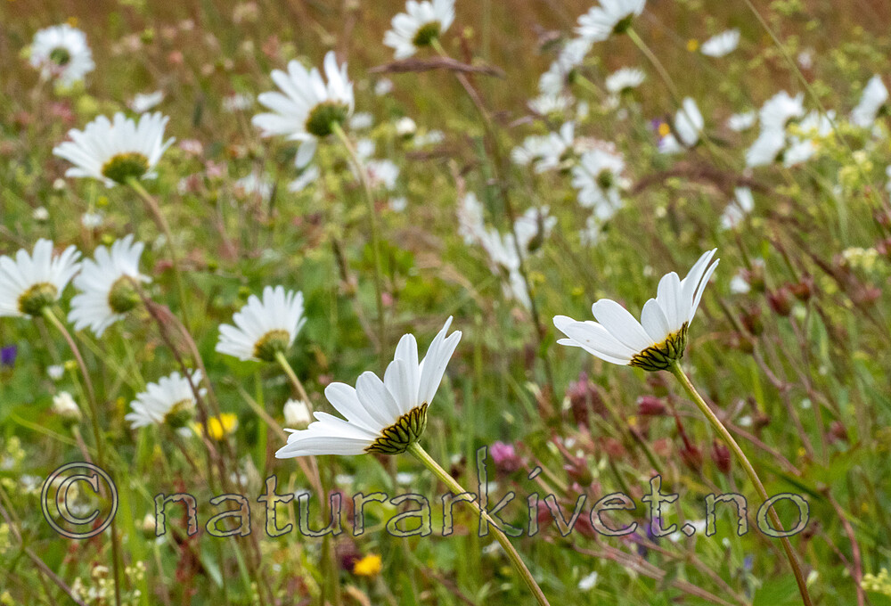_7090417 / Leucanthemum vulgare / Prestekrage