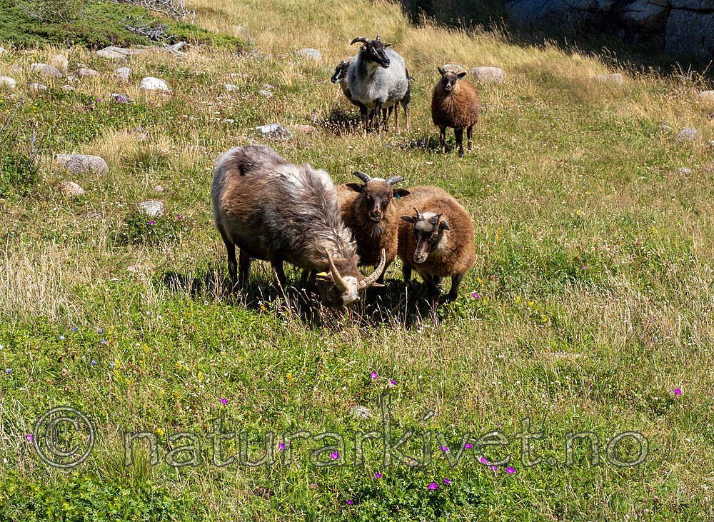 _7090430 / Ovis aries / Sau