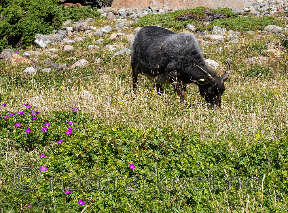 _7090436 / Geranium sanguineum / Blodstorkenebb <br /> Ovis aries / Sau