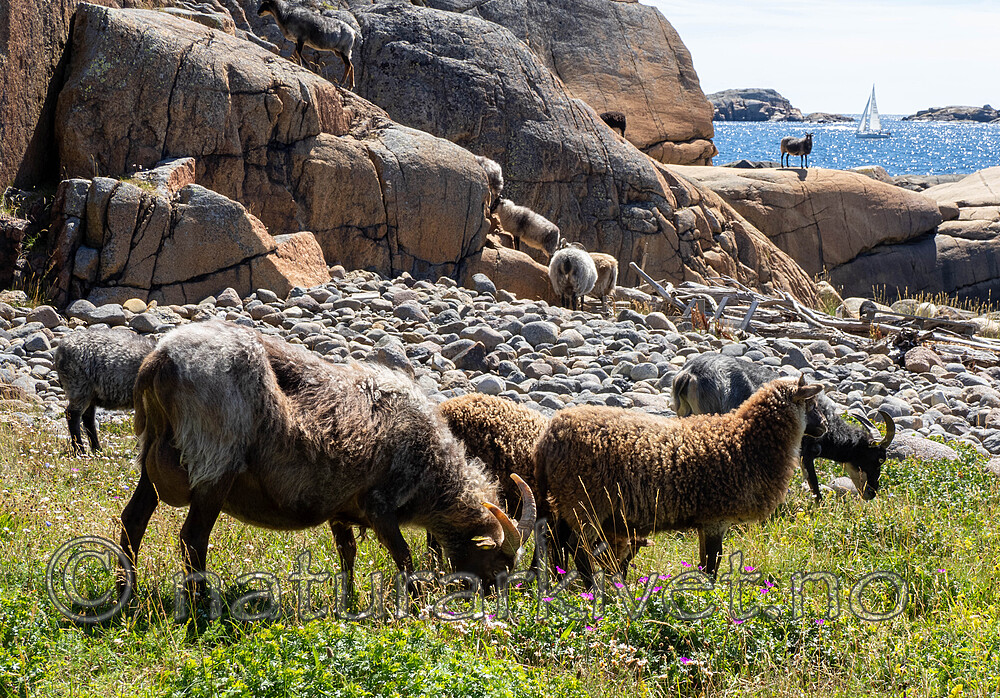 _7090459 / Ovis aries / Sau