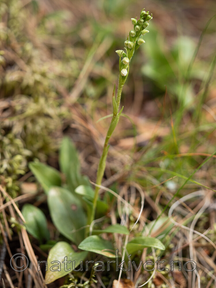 _7110424 / Goodyera repens / Knerot