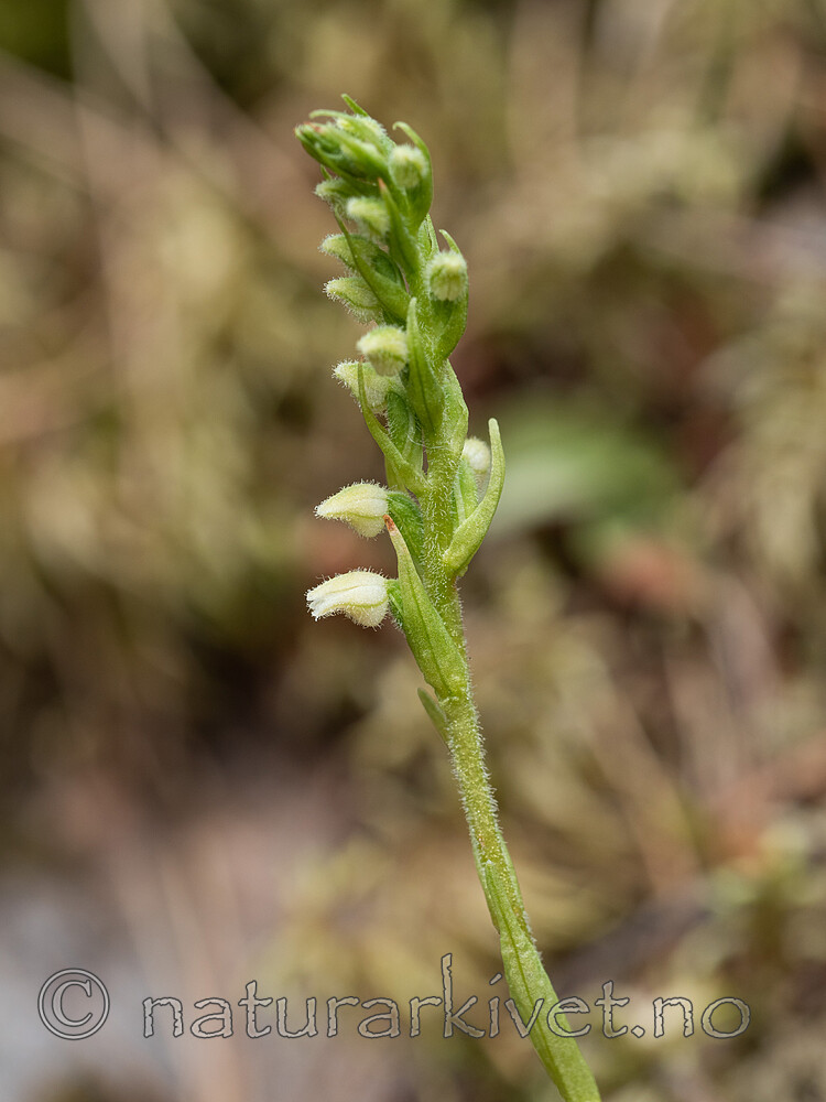 _7110451 / Goodyera repens / Knerot