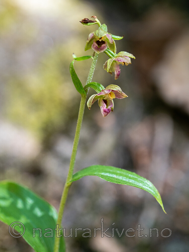_7110465 / Epipactis helleborine / Breiflangre