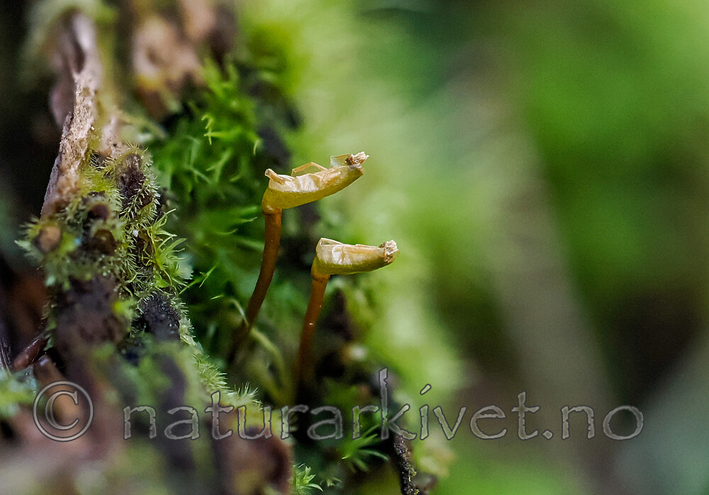 _7120031 / Buxbaumia viridis / Grønnsko