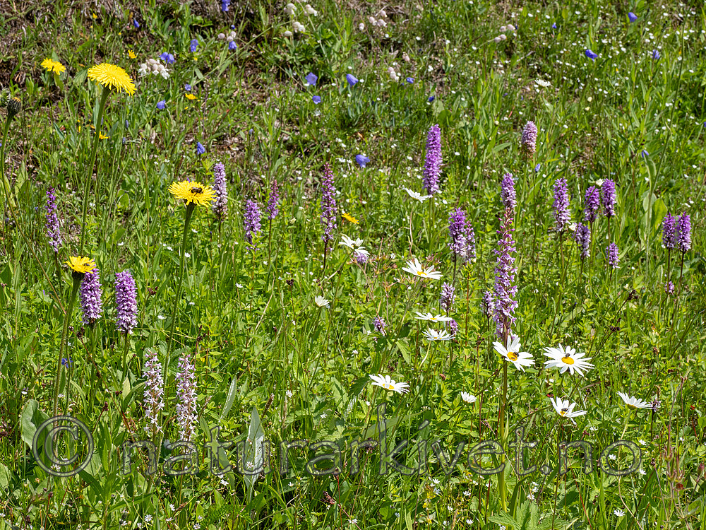 _7141367 / Gymnadenia conopsea / Brudespore <br /> Hypochaeris maculata / Flekkgrisøre <br /> Leucanthemum vulgare / Prestekrage