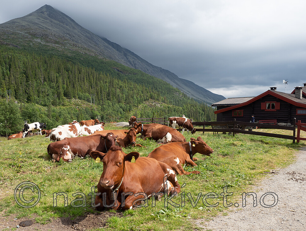 _7180721 / Bos taurus / Storfe
