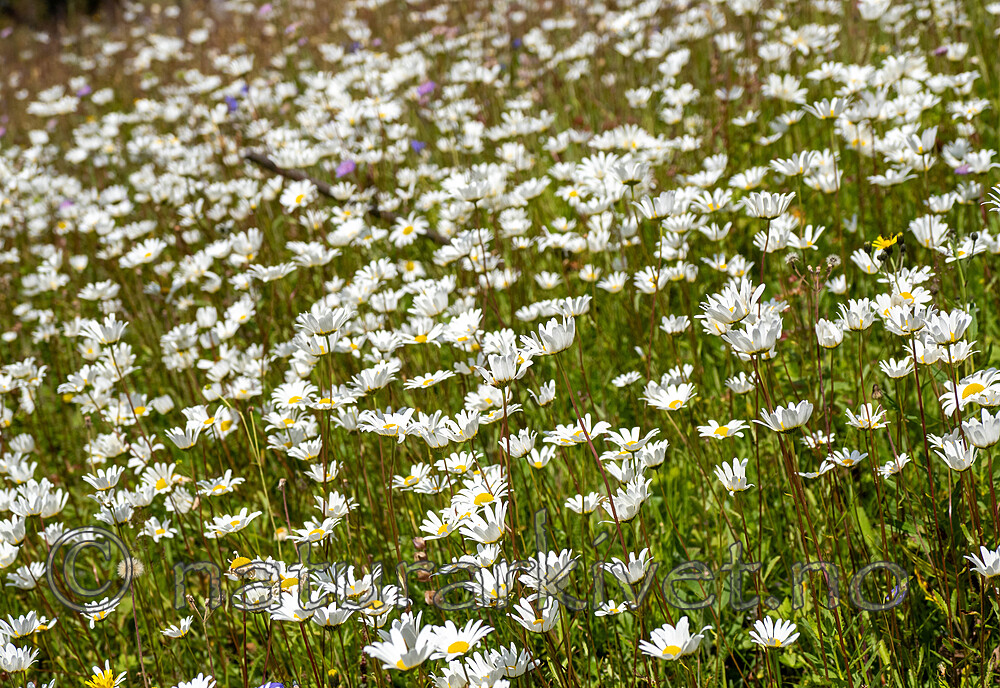 _8020029 / Leucanthemum vulgare / Prestekrage
