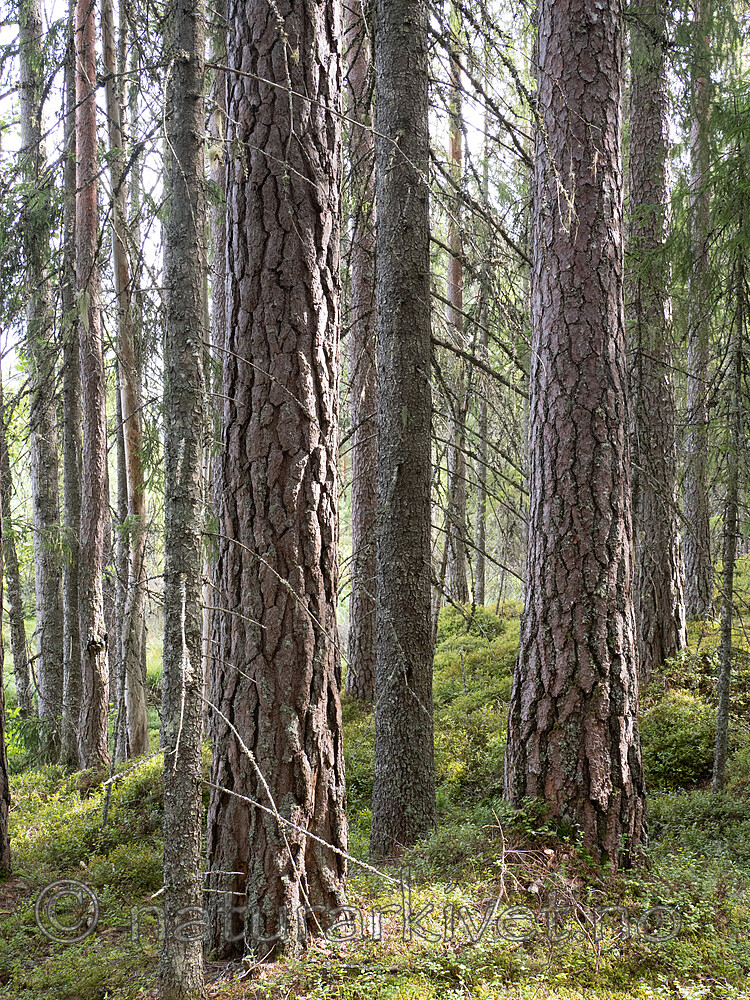_8030062