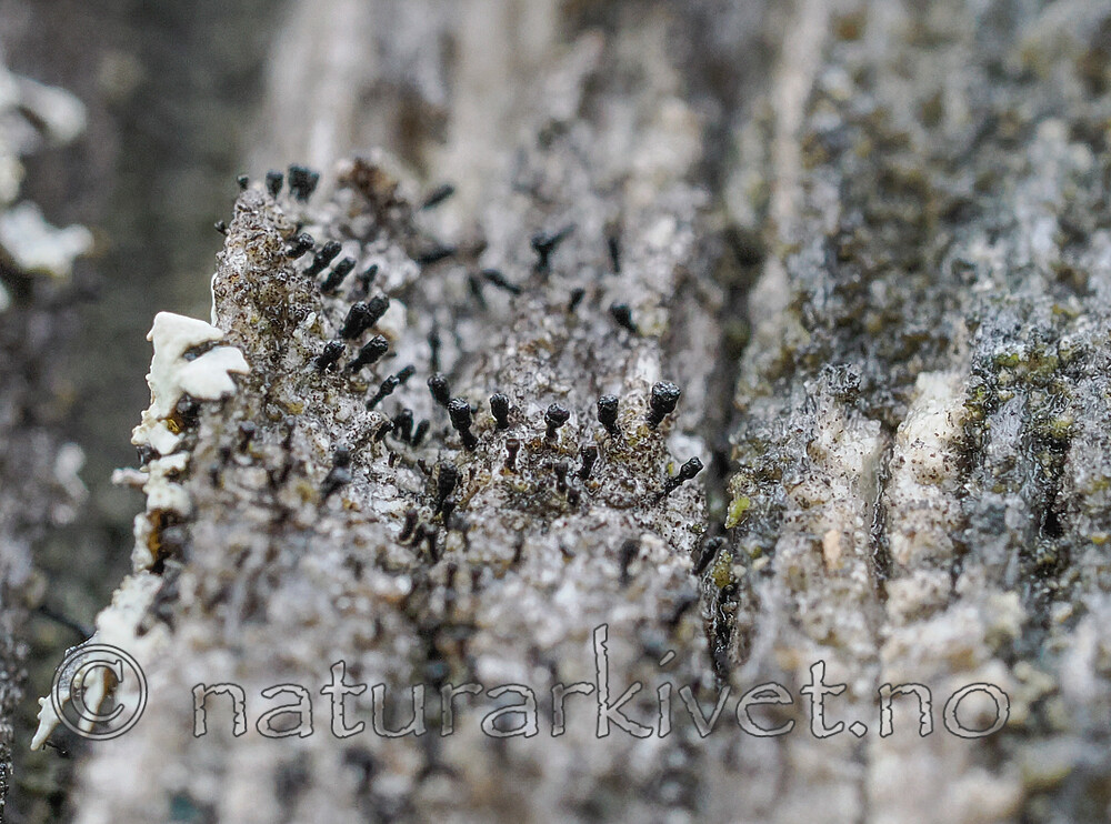 _8160521 / Ramboldia elabens