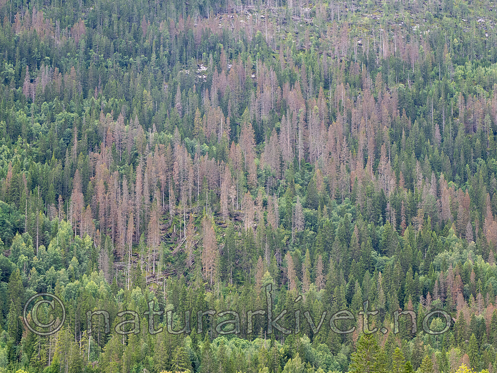 _8170087 / Ips typographus / Stor granbarkbille