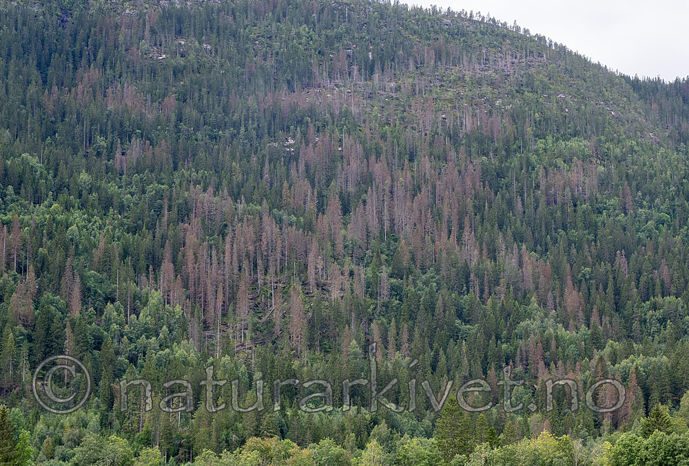 _8170088 / Ips typographus / Stor granbarkbille