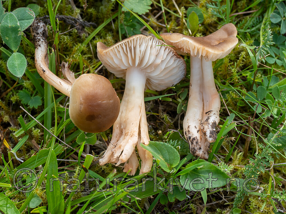 _8170090 / Hygrocybe ingrata / Rødnende lutvokssopp