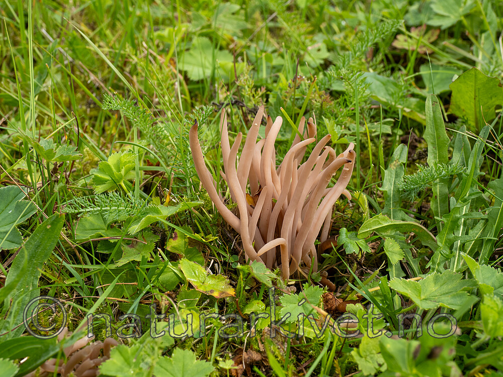 _8170096 / Clavaria fumosa / Røykkøllesopp