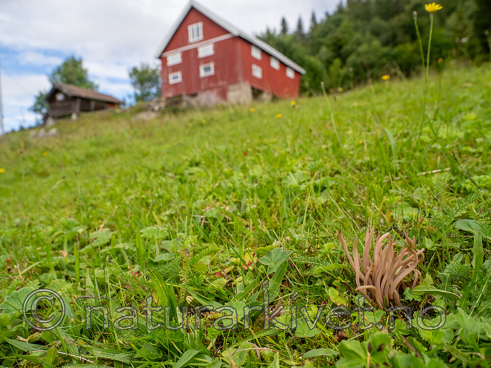 _8170104 / Clavaria fumosa / Røykkøllesopp