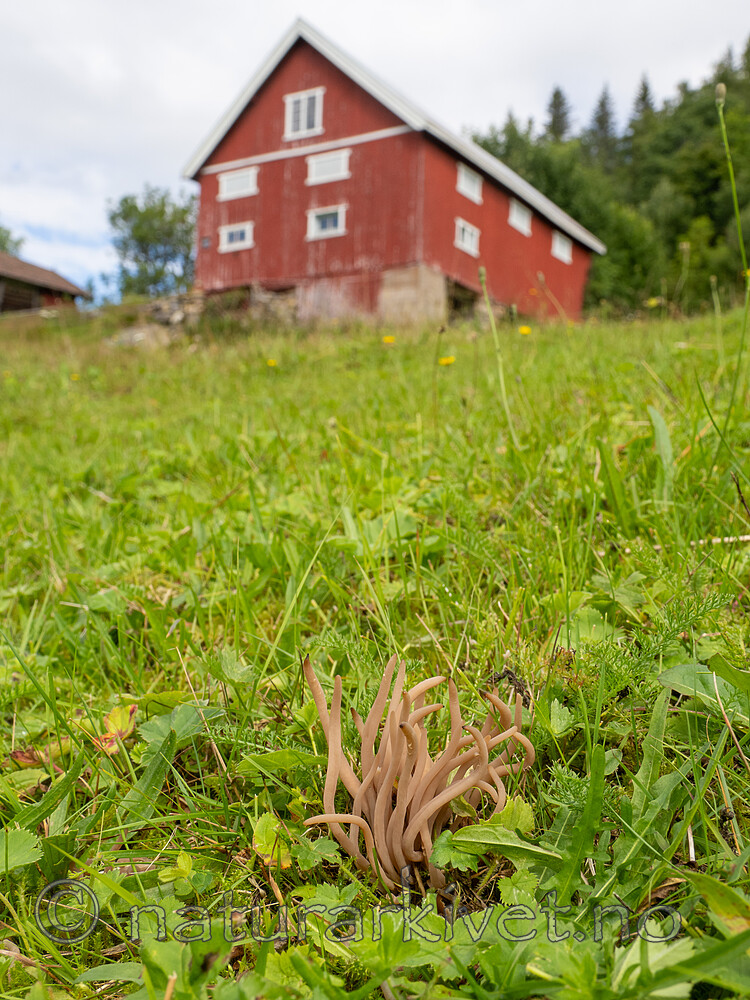 _8170117 / Clavaria fumosa / Røykkøllesopp