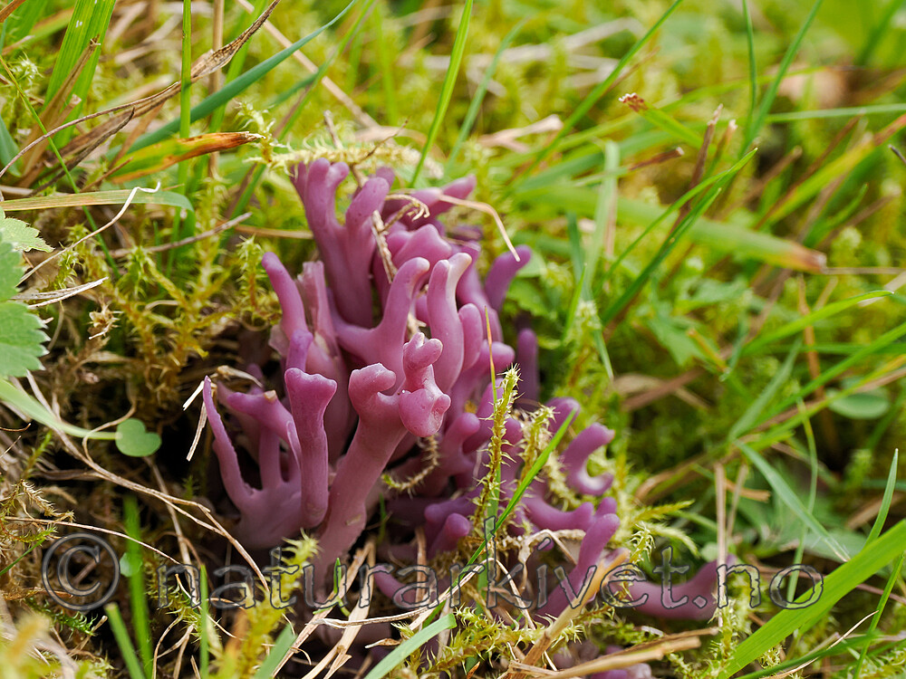 _8170140 / Clavaria zollingeri / Fiolett greinkøllesopp