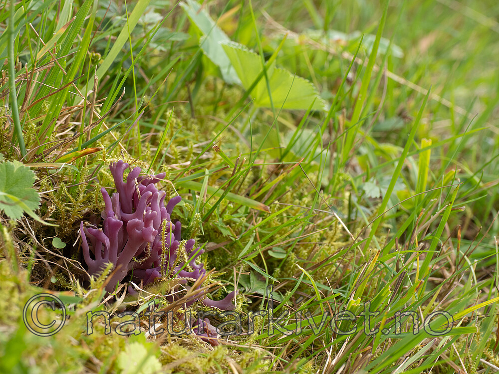 _8170150 / Clavaria zollingeri / Fiolett greinkøllesopp