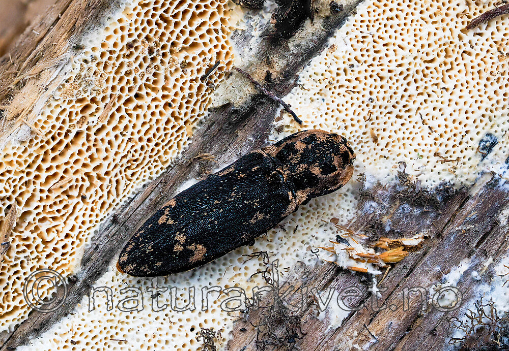 _8200112 / Danosoma fasciata / Trollsmeller