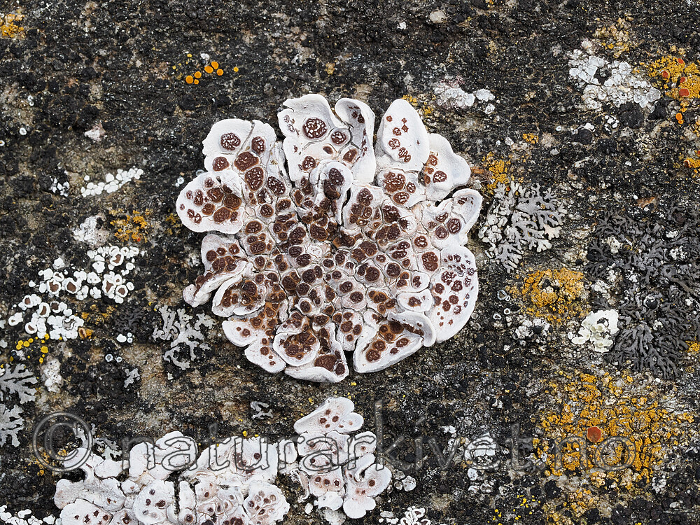 _8220183 / Glypholecia scabra / Kalkskjold