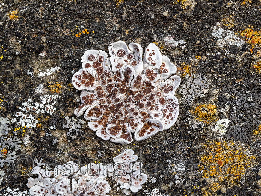 _8220184 / Glypholecia scabra / Kalkskjold