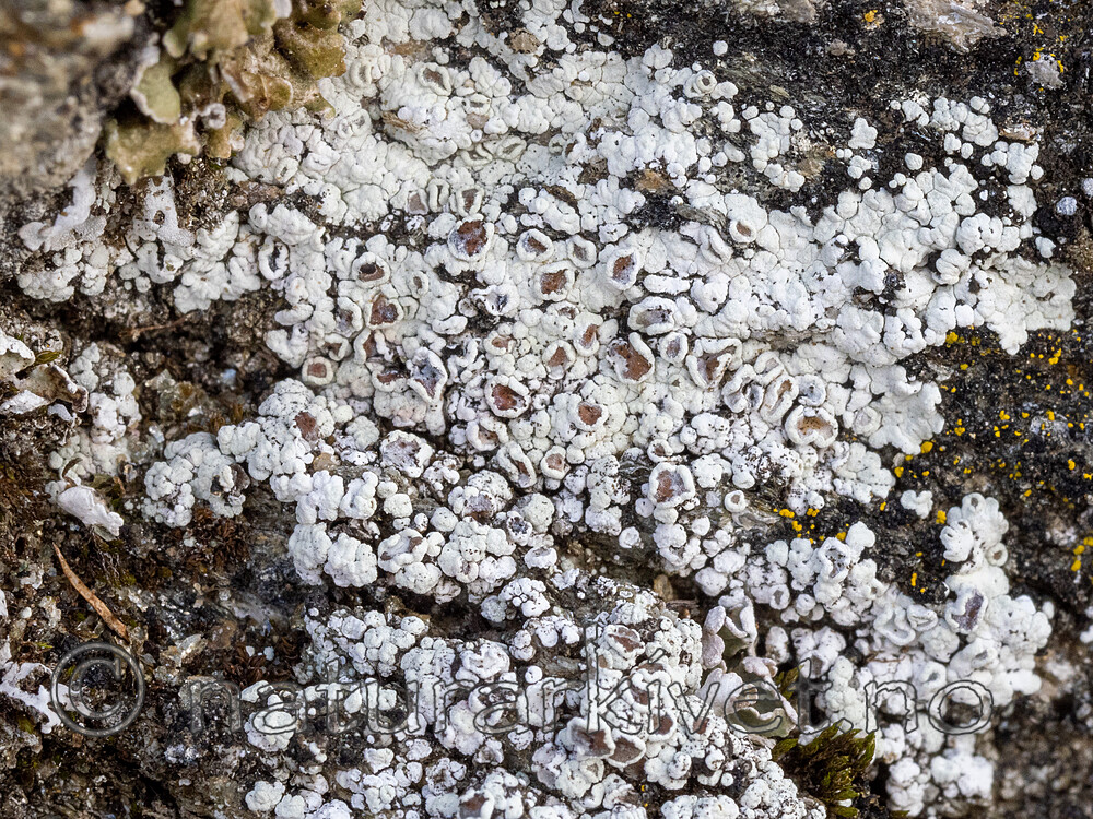 _8220190 / Lecanora margacea